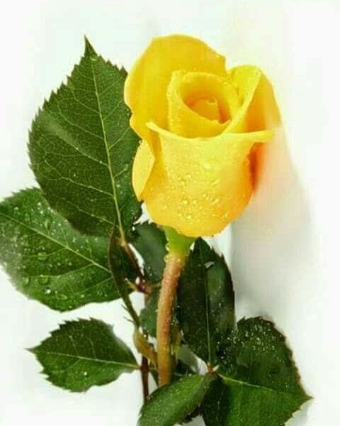 Κίτρινα Roses