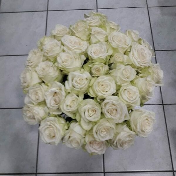 Λευκά τριαντάφυλλα