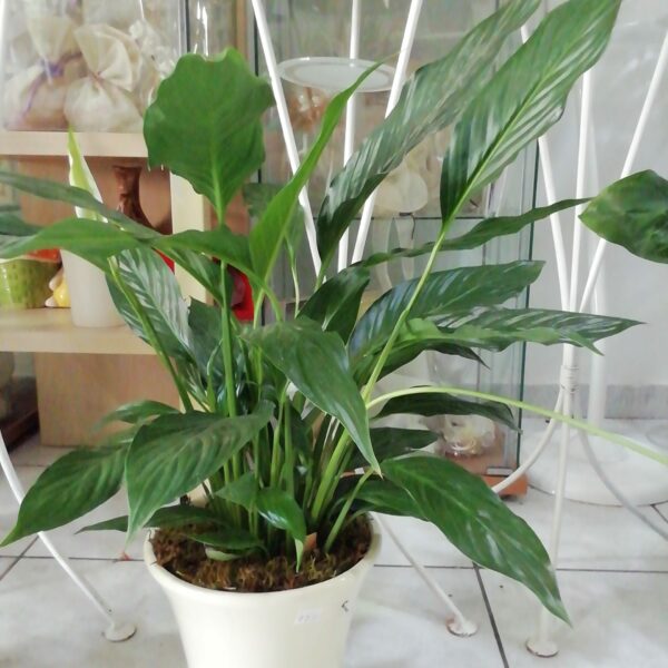 Φυτό Σπαθίφυλλο