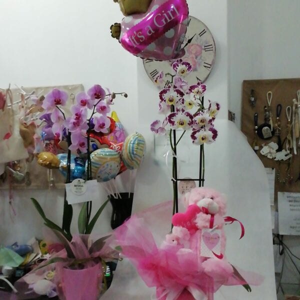 Φυτό Ορχιδέα Φαλαινοψις