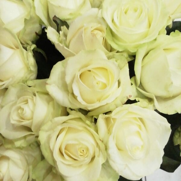 λευκά Roses
