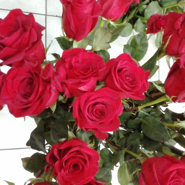 τριαντάφυλλα κόκκινα