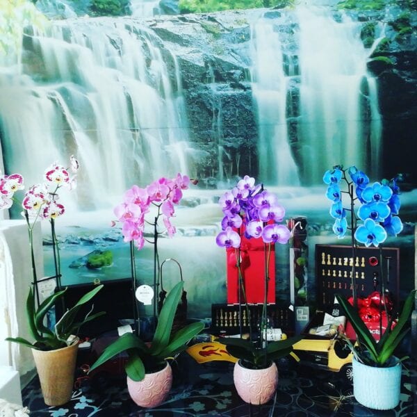 υτό ορχιδεα με μπαλόνι